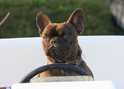  Urlaub mit Hund an Bord