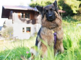 keine Extra-Kosten für Hunde