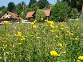 Das schwarze Schaf - Seminar und Erlebnishof