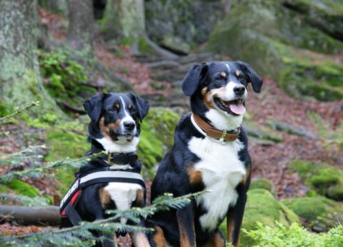 Landhotel Sportalm im Bayerischen Wald - Philippsreut Hund erlaubt