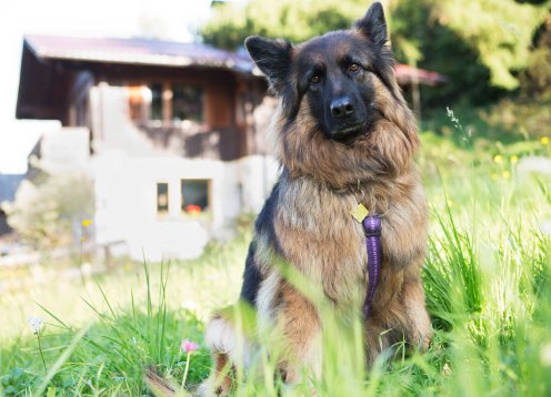 Ferienhäuser Gerhart in Haus  Ennstal mit Hund