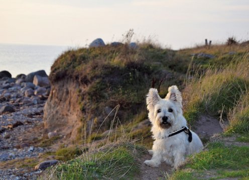 Camp Hverringe in Dalby Bögebjerg Strand auf Fünen - Hund erlaubt