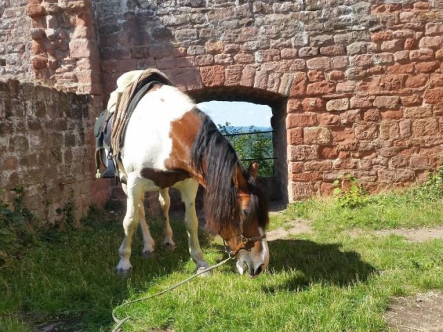 Urlaub mit Hund in Rheinland Pfalz