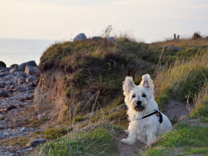 Camp Hverringe in Dalby Bögebjerg Strand auf Fünen - Hund erlaubt